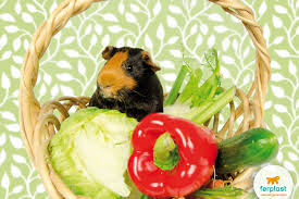 Di verdura qualsiasi cosa ed essendo libera in giardino m mangia pure le foglie secche delle piante da giardino. Alimentazione Della Cavia Quali Sono I Cibi Da Evitare Love Ferplast