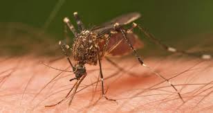 With over 15 years experience in mosquito extermination and prevention, mosquito tek is by far the best mosquito pest control company in the research triangle area. Mosquito Control In Raleigh Nc Southern Pest Solutions