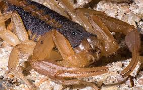 50% off your first pest control service. How Dangerous Are Montgomery Scorpions