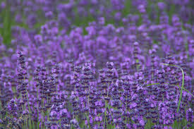 Image result for Lavandula angustifolia Vera