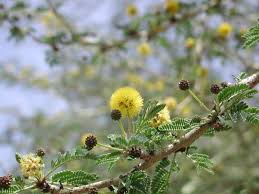 Image result for Acacia xanthophloea