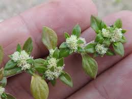 Image result for Guilleminea densa