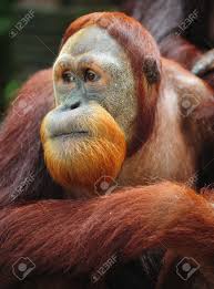 Collection by temy hidajat • last updated 6 weeks ago. The Orangutan Is An Arboreal Animal With Long Arms Native To Stock Photo Picture And Royalty Free Image Image 4196418