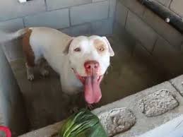 Maybe you would like to learn more about one of these? Rescued Mo Id 138187 San Jacinto Ca Ramona Humane Society Youtube