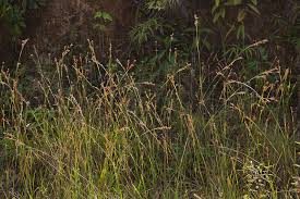 Image result for Rhynchospora rugosa