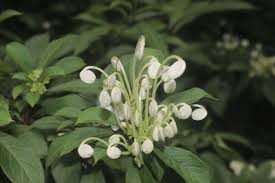 Image result for Rotheca quadrangulata