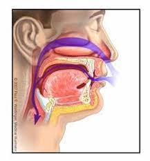 Maybe you would like to learn more about one of these? Pernafasan Manusia Katresna