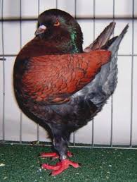 What Kind Of Color Is His Wing Pigeon Talk