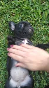 To furnish guidelines for breeders who wish to maintain the quality of their breed and to improve it; French Bulldogs Of Akron Ohio Home Facebook