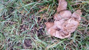 Hunde haben in der regel einen oder zwei stühle pro tag, aber es kann variieren, basierend auf der ernährung und dem einzelnen hund, nach hund heimtierarzt handbuch. Hundekot Sieht Aus Wie Eingepackt Hund