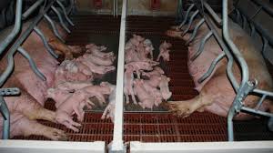 Cdc estimates salmonella bacteria cause about 1.35 million infections, 26,500 hospitalizations, and 420 deaths in the united states every year. What Do We Know About Salmonella Infection In Nursing Piglets Articles Pig333 Pig To Pork Community