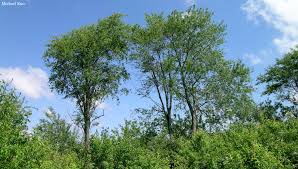 Image result for Prunus serotina