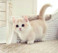 Everyone Falls In Love With The Tiny Munchkin Cat Munchkin Kitten Munchkin Cat Kittens Cutest