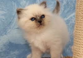 Sacre De Birmanie Junior Winner Sacre De Birmanie Les Fontaines Chatterie