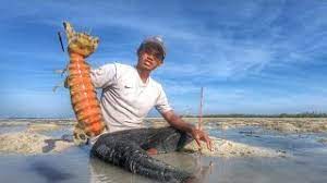 Spain's national anthem has no words. Fishing Giant Mantis Shrimp On A Remote Island Caught In Jumbo Size Youtube