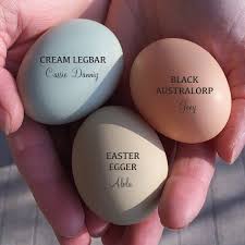 Black Australorp Egg Color Meet My Chicken Cassie Danny Ii Growing Some Roots Chicken Egg Colors Cute Chicken Coops Chicken Breeds