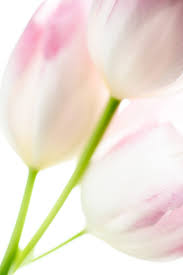 Find the large collection of 46000+ flower background images on pngtree. Create Stunning High Key White Backgrounds In Macro Photography