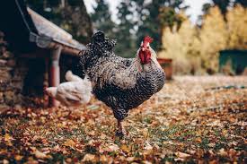 Maybe you would like to learn more about one of these? Keep Your Rooster From Harassing Your Hens
