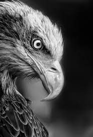Adler Black And White Animal Photography Animals Black And White Bald Eagle Nature Animals