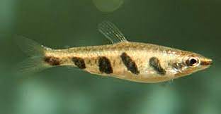 Nannostomus espei, (from the greek: Barred Espei Pencilfish Nannostomus Espei Tropical Fish Keeping