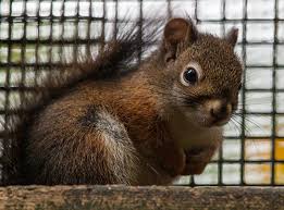 Leave the sock in a bowl of ammonia until the sock has become completely saturated. This May Sound Crazy But I Need To Get Rid Of Squirrels Hometalk