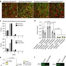 They are unlocked by finding audio logs. Pdf Exocyst Dynamics During Vesicle Tethering And Fusion