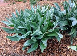 Image result for Drimia calcarata