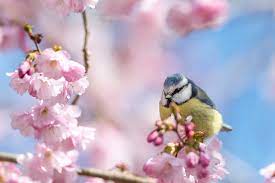 Lente synonyms, lente pronunciation, lente translation, english dictionary definition of lente. Onbekende Ziekten En Planten Die Verdwijnen De Lente Loopt Het Nieuwsblad Mobile