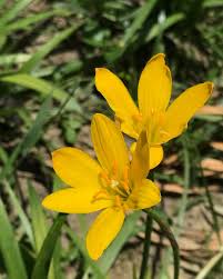 黃蔥蘭常見的花壇草地植物花期約夏天秋天 花 賞花 花園 黃蔥蘭 蔥蘭 韭蓮 玉簾 風雨蘭 石蒜科 夏 igflowers flowers summer natural plants
