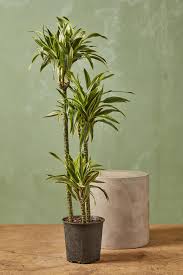 Image result for Dracaena