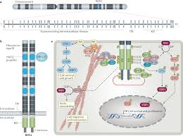 Image result for ROS1 Inhibitor