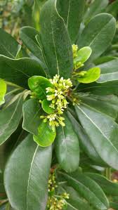 Image result for Pittosporum abyssinicum
