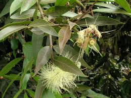Image result for Syzygium owariense