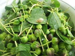 Turkiye De Yetismesine Ragmen Cok Fazla Bilinmeyen Kapari Bitkisinin Multipl Skleroz Ms Hastalarina Care Oldugu Bildirildi Pa 2020 Saglikli Yasam Otlar Saglikli