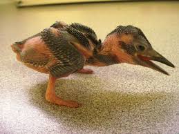 Baby Bird With Large Beak The Baby Bird Was Found At The Bottom Of A Sand Pit Description From Vtnature Blogspot Com I Searched For This On Bing Kingfisher Weird Animals Beautiful Owl