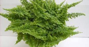 Miniature foliage plant that has an upright growing habit and branches easily! Alice In Delirium How To Build A Tropical Terrarium Indoor Plants Plants Cool Plants