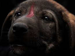 Learn how you can be a foster parent and save a life. Street Dogs In Egypt Find Love At Last News Photos Gulf News