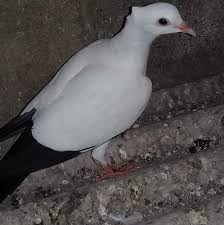 Ada burung yang bulunya seperti mahkota. Burung Merpati Home Facebook