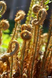 Image result for Monadenium friesii