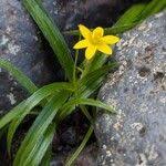 Image result for Hypoxis angustifolia