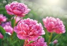 Hoa Mẫu Đơn Hồng Có Ý Nghĩa Gì & Ảnh Nền Hoa Đẹp | Flosa – Flosa