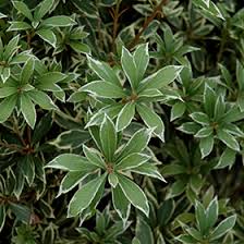 Genus pieris are compact evergreen shrubs with leathery, dark green leaves, often brightly details 'little heath' is a compact evergreen small shrub to 60cm, the small leaves with white margins. Little Heath Japanese Pieris Pieris Japonica Little Heath In Richmond Fairfax Loudoun Prince William Fredericks Virginia Va At Meadows Farms Nurseries