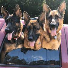 Contact maine german shepherd dog breeders near you using our free german shepherd dog breeder search tool below! Black Forest German Shepherds Home Facebook