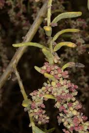 Image result for Suaeda monoica