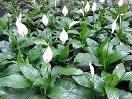 Può avere fiori bianchi o più o meno rosa ed è molto facile da riconoscere. Spatifillo Spathiphyllum Spathiphyllum Piante Da Interno Spatifillo Spathiphyllum Appartamento