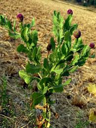 Image result for Sphaeranthus