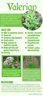 Uses And Benefits Of Valerian Healing Herbs Herbs Medicinal Herbs