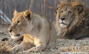 Lion Family Reunited After Being Rescued From The Circus Lion Family Animal Rescue Stories Animal Rescue