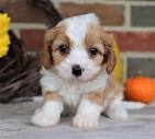 TEACUP CAVAPOO PUPPY - Premier Pups