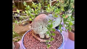 Image result for Fockea angustifolia